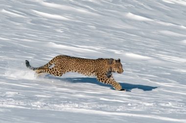 Самец леопарда, пришедший в РФ, начал зимовать в Кабардино-Балкарии