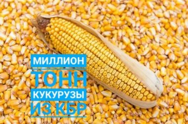 Более миллиона тонн кукурузы впервые собрано в КБР
