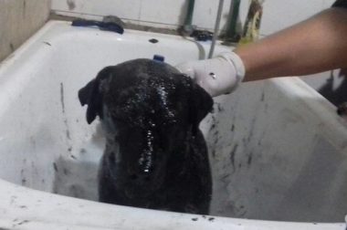 В Ингушетии сотрудники МЧС спасли собаку из смоляного плена