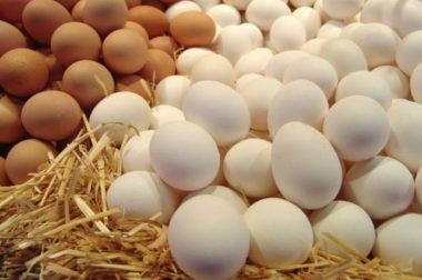ФАС возбудила еще четыре дела в отношении производителей яиц