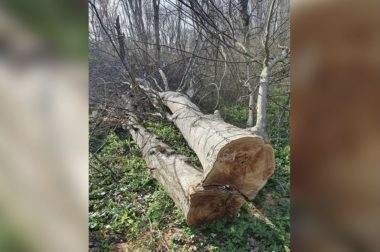 Работник лесничества задержан за незаконную рубку деревьев