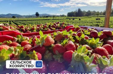 В Кабардино-Балкарии массово собирают урожай клубники
