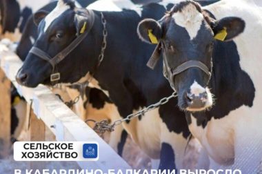 В Кабардино-Балкарии выросло производство продукции животноводства